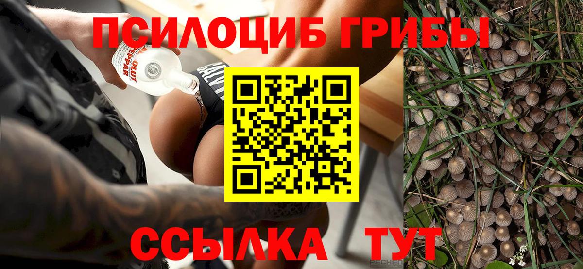 Кольчугино  Галлюциногенные грибы Psilocybe  Вход с VPN 